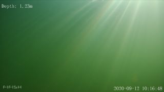 Link to Video | fish, biotope, subaquaria, river