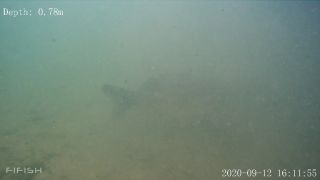 Link zum Video | Fisch, Biotop, Unterwasser, Fluss