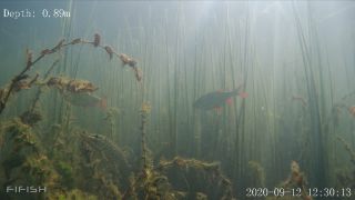 Link zum Video | Fisch, Biotop, Unterwasser, Fluss