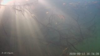 Link to Video | fish, biotope, subaquaria, river