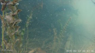 Link zum Video | Fisch, Biotop, Unterwasser, Fluss