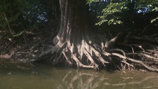 Link to Video
