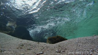Link to Video | fish, biotope, subaquaria, river