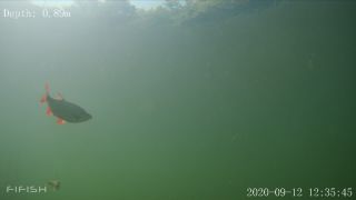 Link to Video | fish, biotope, subaquaria, river