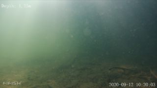 Link to Video | fish, biotope, subaquaria, river