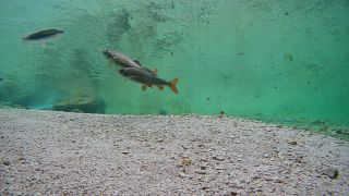 Link to Video