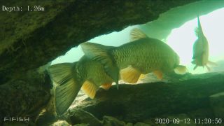 Link to Video | fish, biotope, subaquaria, river