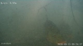 Link zum Video | Fressen, Fisch, Biotop, Farbe, Unterwasser, Fluss, Tier