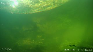 Link to Video | fish, biotope, subaquaria, river