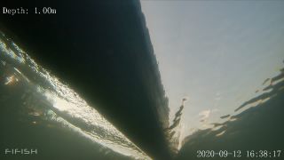Link to Video | fish, biotope, subaquaria, river