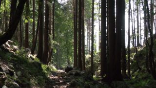 Link to Video