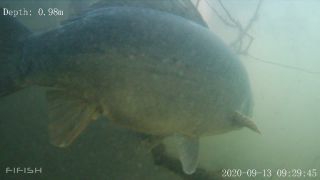 Link to Video | fish, biotope, subaquaria, river