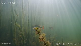 Link to Video | fish, biotope, subaquaria, river
