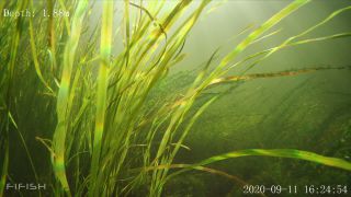 Link to Video | fish, biotope, subaquaria, river