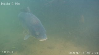 Link to Video | fish, biotope, subaquaria, river
