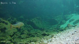Link zum Video | Fisch, Biotop, Unterwasser, Fluss
