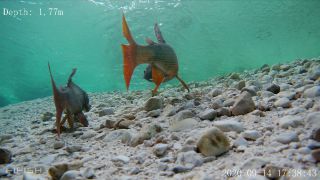 Link zum Video | Fisch, Biotop, Unterwasser, Fluss