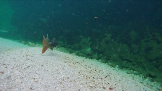 Link to Video