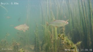 Link to Video | fish, biotope, subaquaria, river