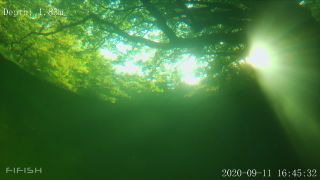 Link to Video | fish, biotope, subaquaria, river