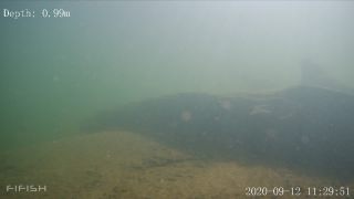 Link zum Video | Fisch, Biotop, Unterwasser, Fluss