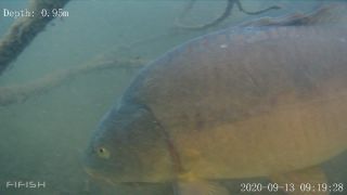 Link to Video | fish, biotope, subaquaria, river
