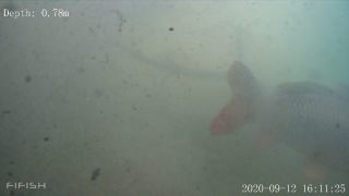 Link zum Video | Fisch, Biotop, Unterwasser, Fluss