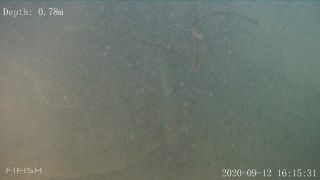 Link to Video | fish, biotope, subaquaria, river