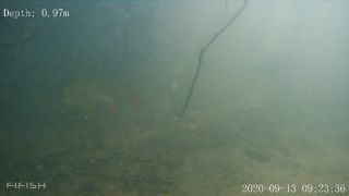 Link to Video | Fressen, fish, biotope, color, subaquaria, river, animal