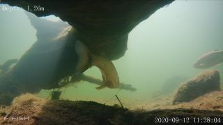 Link to Video | fish, biotope, subaquaria, river