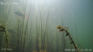 Link to Video | fish, biotope, subaquaria, river