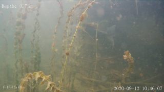 Link to Video | fish, biotope, subaquaria, river