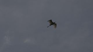Link to Video