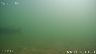 Link zum Video | Fisch, Biotop, Unterwasser, Fluss