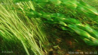 Link to Video | fish, biotope, subaquaria, river