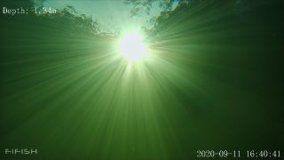 Link to Video | fish, biotope, subaquaria, river