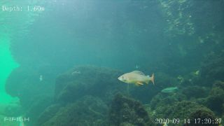 Link zum Video | Fisch, Biotop, Unterwasser, Fluss
