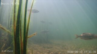 Link to Video | fish, biotope, subaquaria, river
