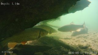 Link to Video | fish, biotope, subaquaria, river
