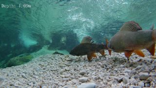 Link zum Video | Fisch, Biotop, Unterwasser, Fluss