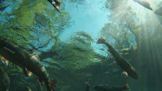 Link to Video | Fressen, color, animal
