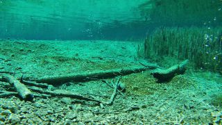 Link to Video | Fressen, color, animal