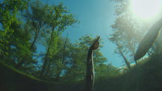 Link to Video | Fressen, color, animal