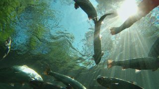 Link to Video | Fressen, color, animal