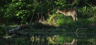 Link to Video