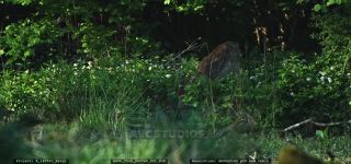 Link to Video