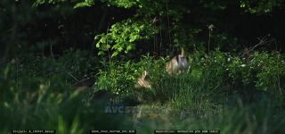 Link to Video