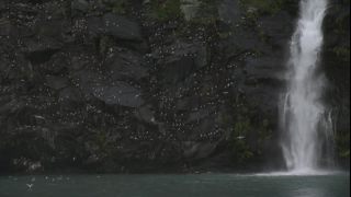 Link to Video