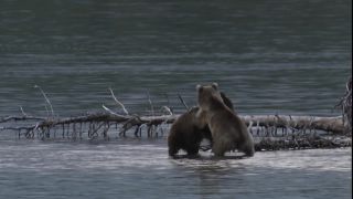 Link to Video