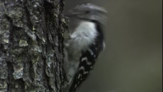 Link to Video